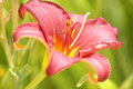 Free Vibrant Red And Yellow Flower Royalty Free Stock Images - 989979