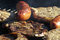 Free Bbq Kotelett Royalty Free Stock Photography - 981507