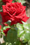 Free Single Red Rose Royalty Free Stock Image - 981566