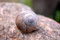 Free Snailhouse Royalty Free Stock Photography - 985297