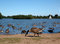 Free Geese At Lake Stock Images - 988614