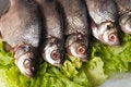 Free Fresh-water Fish Royalty Free Stock Images - 9804729