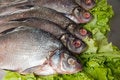 Free Fresh-water Fish Royalty Free Stock Photography - 9804857