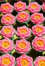 Free Chinese Candle Stock Photos - 9805833