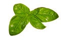 Free Fresh Basil Leaves Royalty Free Stock Image - 9806606