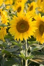 Free Gardens Royalty Free Stock Images - 9809019