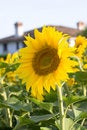 Free Gardens Stock Images - 9809044