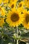 Free Gardens Royalty Free Stock Images - 9809019