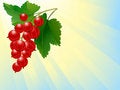 Free Red Currant Royalty Free Stock Photos - 9814978