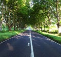 Free Natures Avenue Royalty Free Stock Photo - 9815125