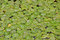 Free Many Water Lily Pads Royalty Free Stock Photo - 9878755