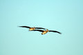 Free Pelicans Flying Royalty Free Stock Photos - 990668
