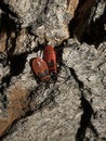 Free Milkweed Bugs On A Tree Royalty Free Stock Images - 991339
