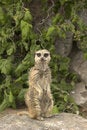 Free Meerkat On Sentry Duty Royalty Free Stock Photo - 996355