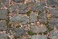 Free Paving Stones Stock Images - 997144