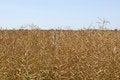 Free Golden Corn Field With Copy Space Royalty Free Stock Images - 997409