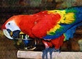 Free Scarlet Macaw Painting Stock Photography - 997642