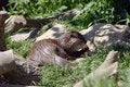 Free Feeding Otter Stock Images - 998004
