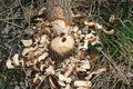 Free Beaver Carnage Royalty Free Stock Images - 999399