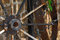 Free Wagon Wheel Royalty Free Stock Image - 993936