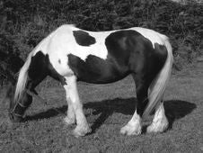 Shire Horse Royalty Free Stock Image