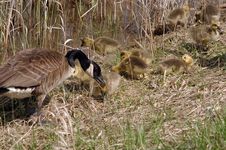 Goose With Goslings Royalty Free Stock Images Goose With Goslings Royalty Free Stock Images