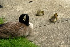 Goose And Goslings Royalty Free Stock Image
