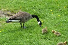 Goose With Goslings Royalty Free Stock Photography Goose With Goslings Royalty Free Stock Photography