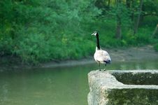 Sentry - Goose Royalty Free Stock Image