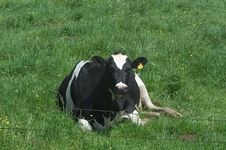 Lone Cow Stock Photos