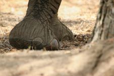 Elephant Foot Stock Images Elephant Foot Stock Images