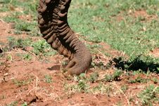 Free Trunk At Work Royalty Free Stock Images - 4079