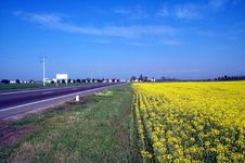 Golden Canola Field Stock Photography Golden Canola Field Stock Photography