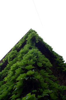 Fresh Green Building Royalty Free Stock Photos Fresh Green Building Royalty Free Stock Photos