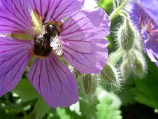 Bumble Bee Royalty Free Stock Image
