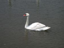 Single Swan Swimming Royalty Free Stock Images Single Swan Swimming Royalty Free Stock Images