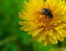Dandelion And Fly Stock Image Dandelion And Fly Stock Image