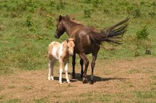 Mare With Colt Royalty Free Stock Image Mare With Colt Royalty Free Stock Image