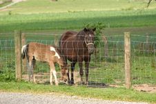 Mare And Colt Behind Fence Stock Photos Mare And Colt Behind Fence Stock Photos