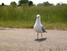 Seagull III Stock Photos