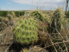 Wild Cactus Plants Royalty Free Stock Photos Wild Cactus Plants Royalty Free Stock Photos
