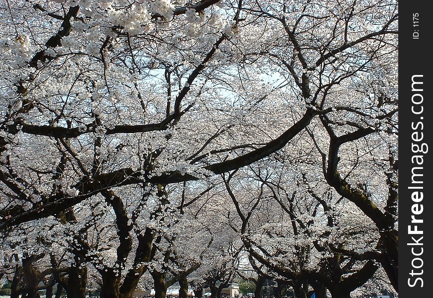 Cherry blossom ceiling