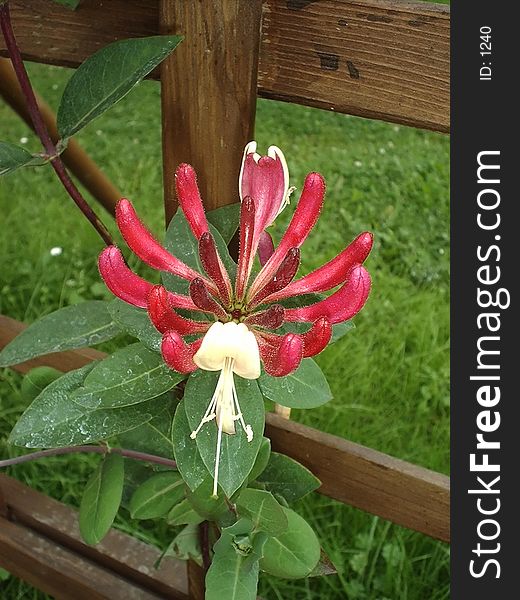 Weird flower growing near wooden fence