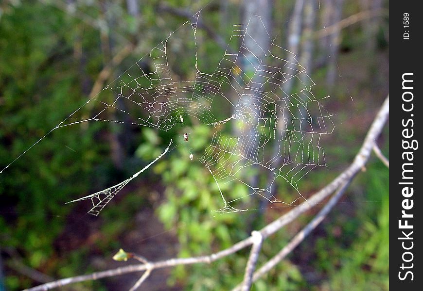 Spider web coverd with pollen