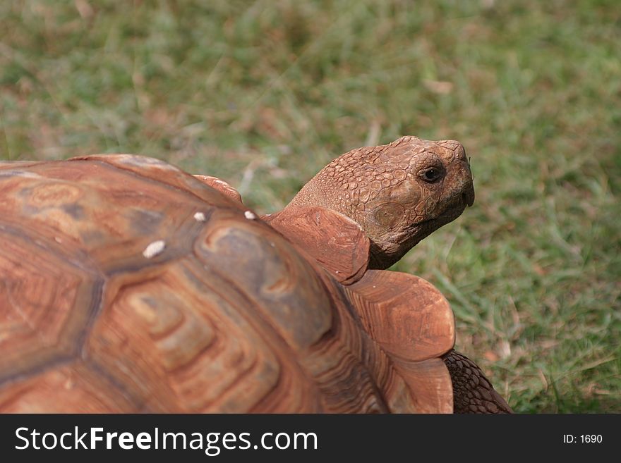 A Photo of a Giant Tortoise Taken at the Honolulu Zoo, in Hawaii. A Photo of a Giant Tortoise Taken at the Honolulu Zoo, in Hawaii.