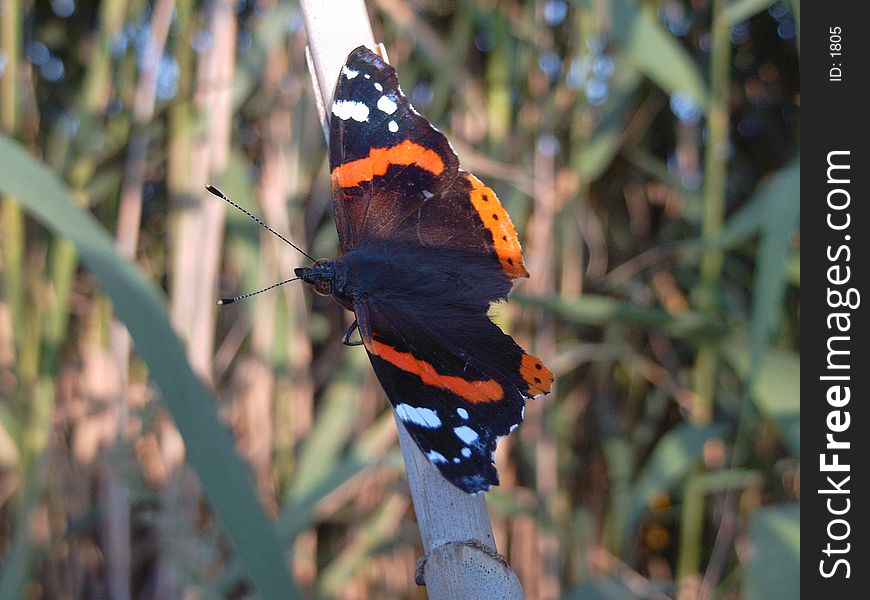 A butterfly with wings wide open.