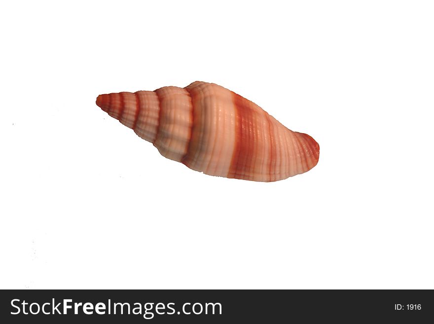 Isolated Sea Shell On White Background