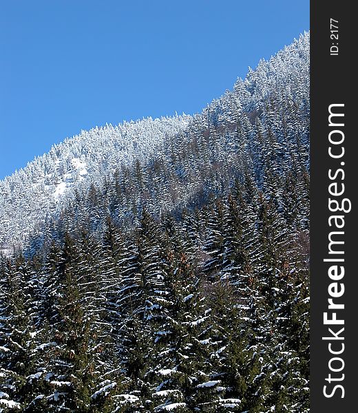 Forest layers - from dark green to white Christmas trees.