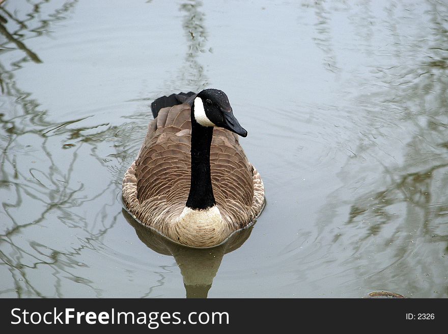 Close up of Canadian Goose floating in the water. Close up of Canadian Goose floating in the water.