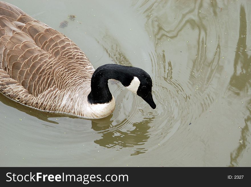 Floating Goose